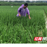 湘西州2021年上半年种植业经济形势稳中向好