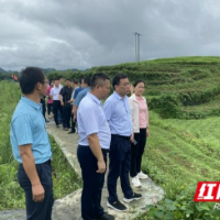 彭武学深入兴隆场镇调研白茶产业建设情况