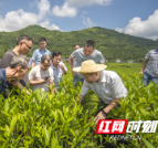 湖南省茶叶研究所专家团到龙山县开展茶叶管护技术培训