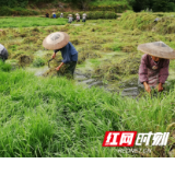 吉首市矮寨镇：耕地抛荒初见成效