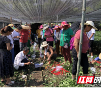 古丈县茶叶局技术专家开展茶树嫁接技术培训