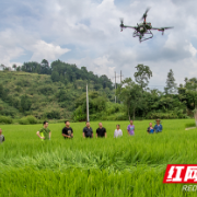 组图丨泸溪县开展优质稻生产技术培训