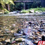 “小溪印象”采风团：山清水秀满眼翠绿惹人醉