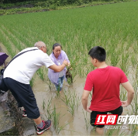 古丈县农业农村局农技服务助力乡村振兴