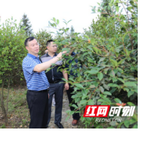 周拥军到凤凰县督导油茶产业建设