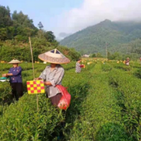 吉首：10万张粘虫板、140台诱虫灯进茶园 守护湘西黄金茶