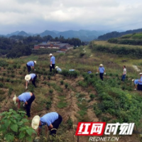 泸溪公安：万名干部下基层 党旗在乡间田野飘扬