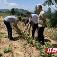 四天四百公里 长沙市望城区洗车河镇帮扶工作队用脚步丈量乡村振兴之道