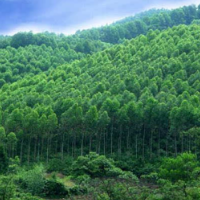 湘西州林业局调度林业有害生物防治等重点工作