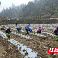 吉首：冬春正是栽茶季，茶农取苗忙