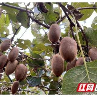 永顺：猕猴桃产业助力乡村振兴 农民幸福有奔头