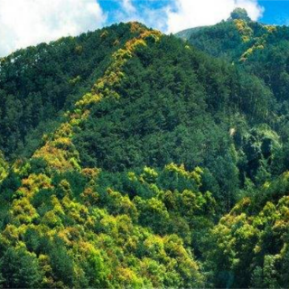 湘西州探索生物多样性保护立法入选首批生态环境部生物多样性优秀案例