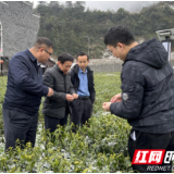 保靖：春茶推迟采摘不用怕 省农科院专家来支招