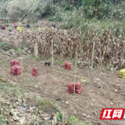 龙山县商务局：乡村振兴路上的奋进足音