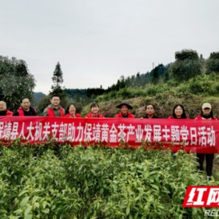 保靖县人大：干部职工进茶园 助农增收树新风