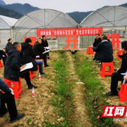 保靖碗米坡镇：党课开讲正当时 田间地头话发展