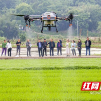 泸溪：植保无人机绿色防控助力粮食生产安全