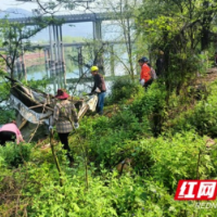 泸溪:改善武水河岸生态,抚平河岸“疮疤”