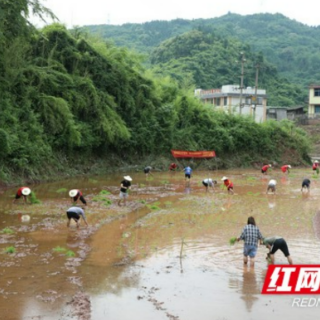 湘西州退役军人事务局：传承文化迎端午 民族团结促振兴