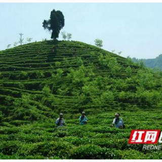 乡村振兴领头雁丨石英超：黄金村产“黄金”