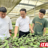 人才强州丨彭云：心系茶农 科研助推湘西茶产业发展