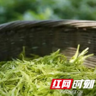 乡村振兴进行时丨凤凰雪茶：产业“活”起来 群众富起来