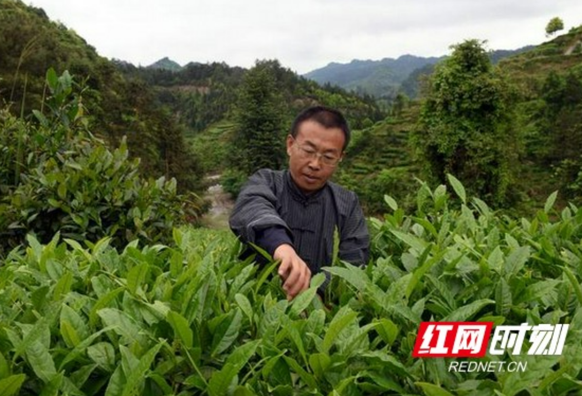 石泽林是个土生土长的泸溪县马王溪村人,从2001年回村创办鑫隆紫砂