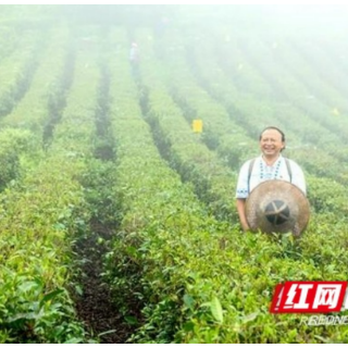 乡村振兴领头雁丨龙献文：让牛角山村“牛”起来的孺子牛