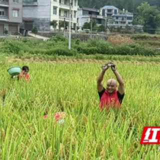 龙山：“稻鱼+”生态种养模式助力村集体经济