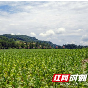 真抓实干丨凤凰：壮大村集体经济 提升百姓幸福感