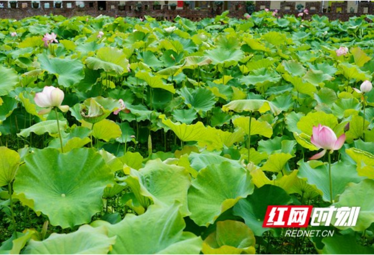 组图丨吉首市榔木村夏荷初绽