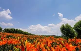 一道食的温暖滋养——第四届湘西州旅游发展大会系列报道之四