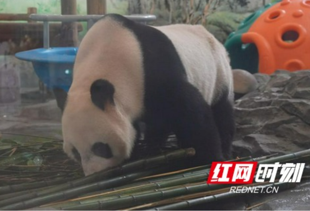 国庆中秋长假熊猫苑里欢乐多