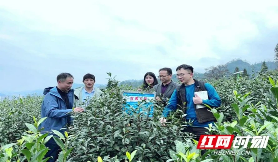 省州县三级联动共促古丈县茶树种业创新升级