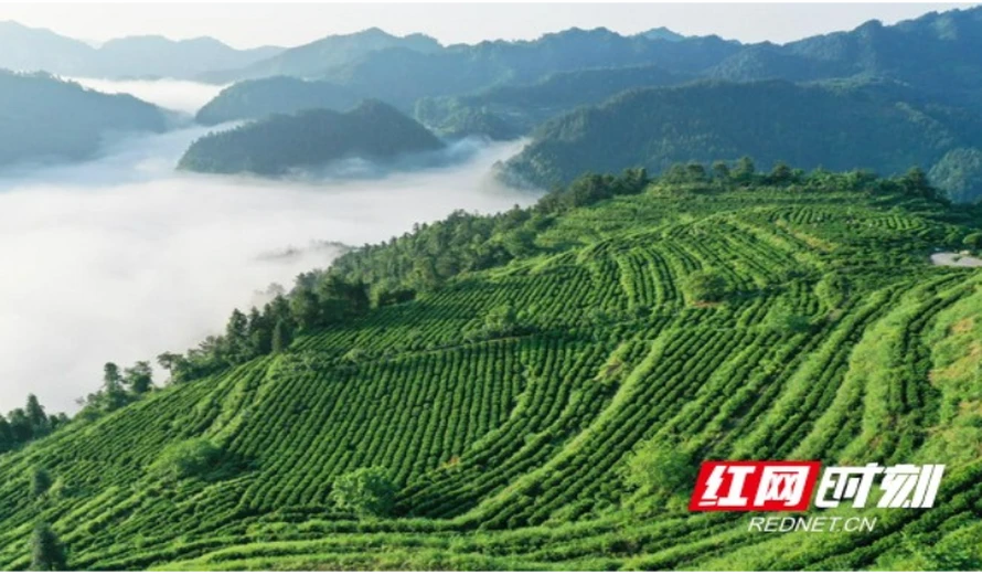 古丈茶斩获中国茶业经济年会双奖