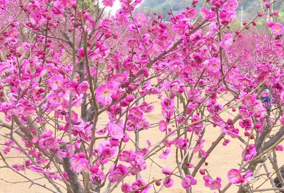 红视频丨龙山县：红梅迎春绽放