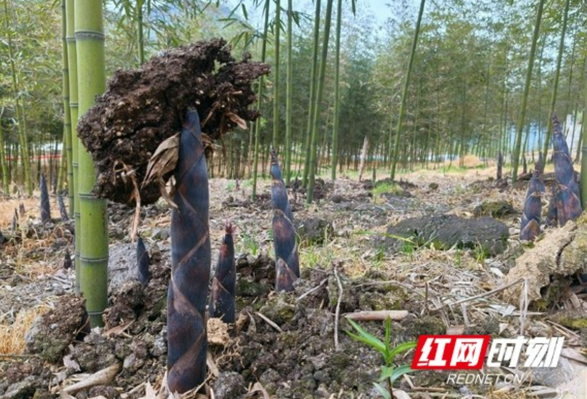 春之至味 龙山县茅坪乡雷笋抢先上市