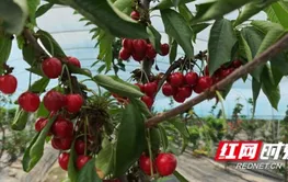 湘西龙山：车厘子试种成功 迎来首批周末亲子采摘乐