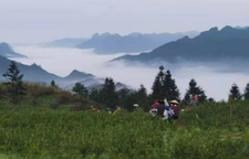 魏芳柏：茶韵苗乡，“茶BA”之约