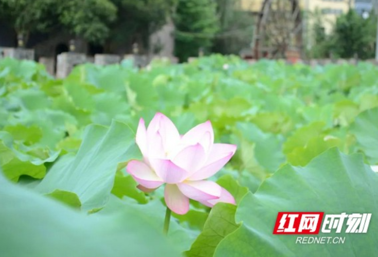 夏日毕业游② | 湘西这几个夏日赏荷地儿，很出片！