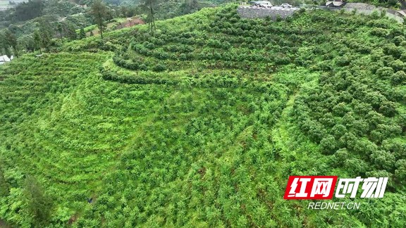 古丈县且茶村黄桃产业 走出乡村振兴新路径