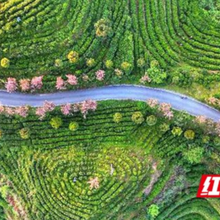 乡村振兴在路上丨数字+科技赋能乡村振兴  助力古丈加“数”跑