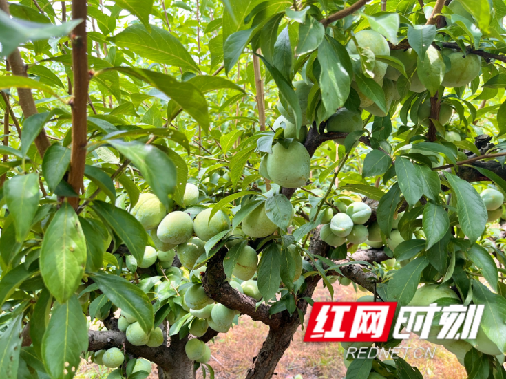 百名记者百村百企行｜“水果经济”让凤凰县漾水坨生活比蜜甜