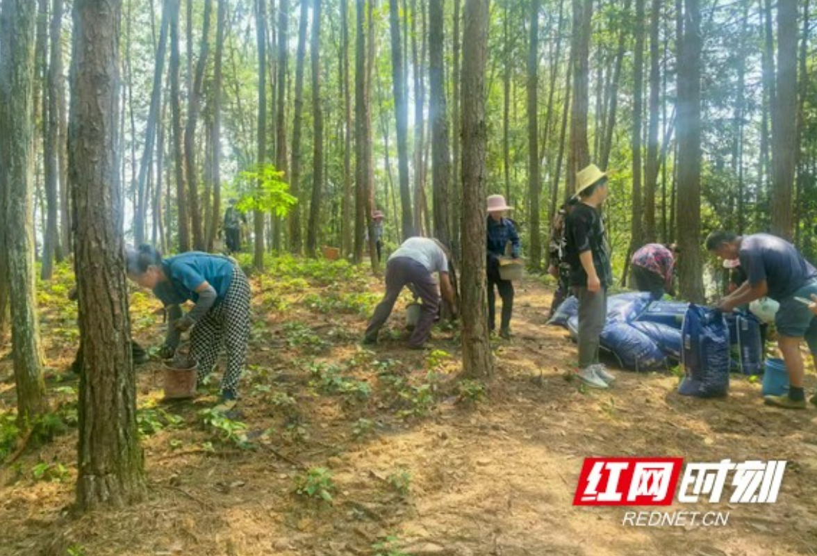 绿叶子变钱票子！龙山县兴堡村淫羊藿基地铺就乡村振兴路