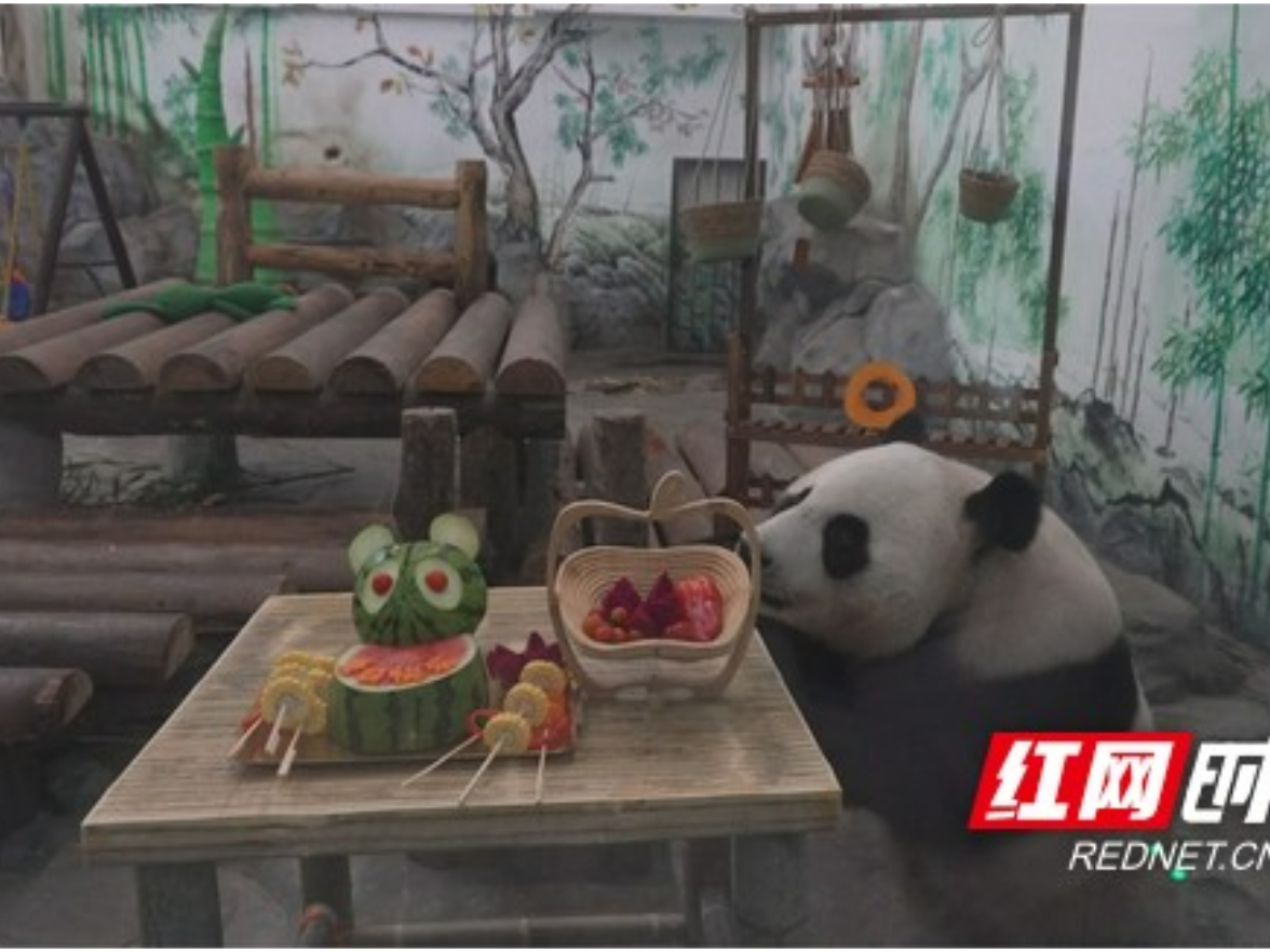 凤凰中华大熊猫苑：七只大熊猫集体生日会 萌趣活动点燃夏日狂欢