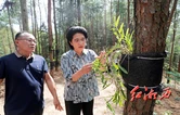 陈华在龙山县调研时强调：高效统筹发展与安全 扛牢县域经济高质量发展大县责任