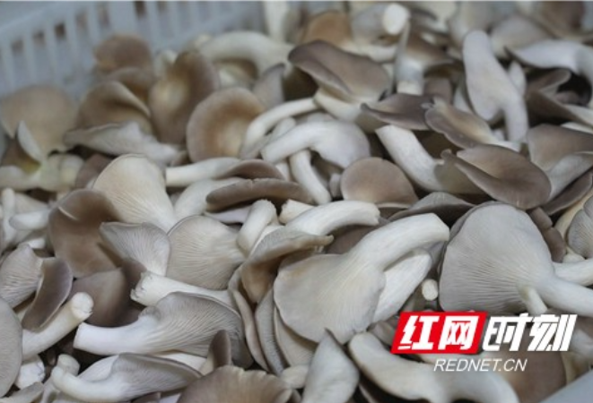 乡村振兴在路上｜湘西凤凰：秀珍菇喜迎丰收 日收5吨销往多地