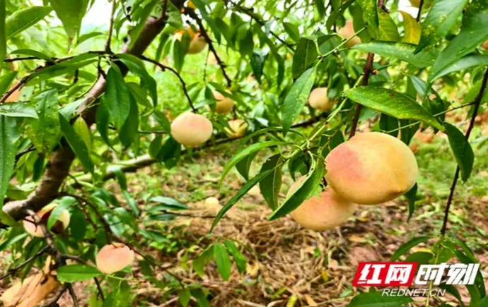 双节至，桃香飘！吉首市夯古冬桃成熟等你来摘