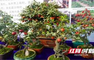 组图丨第九届湘西盆景·奇石·兰花迎春展启幕