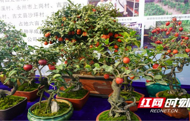 组图丨第九届湘西盆景·奇石·兰花迎春展启幕